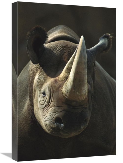 Global Gallery GCS-450840-1624-142 16 x 24 in. Black Rhinoceros Portra