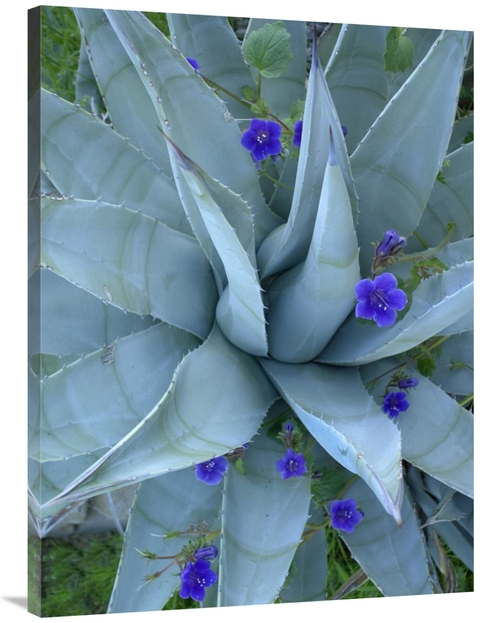 Global Gallery GCS-452213-3040-142 30 x 40 in. Bluebell & Agave, N