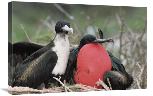 Global Gallery GCS-451517-2030-142 20 x 30 in. Great Frigatebird Femal