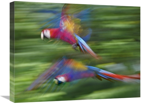 Global Gallery GCS-452250-1824-142 18 x 24 in. Scarlet Macaw Pair Flyi