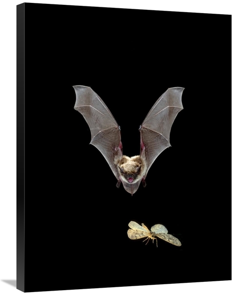 Global Gallery GCS-395714-2432-142 24 x 32 in. Yuma Myotis Bat, Fe