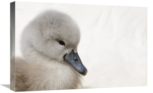 Global Gallery GCS-398173-1624-142 16 x 24 in. Mute Swan Cygnet, H