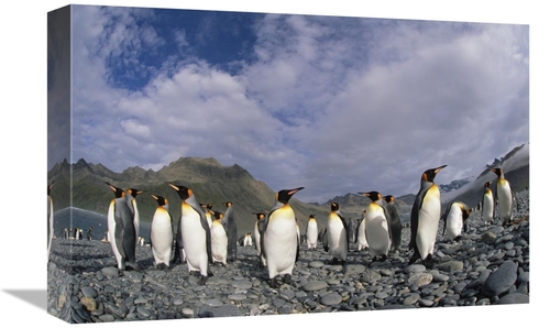 Global Gallery GCS-453466-1218-142 12 x 18 in. King Penguin Group on R