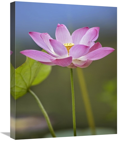 Global Gallery GCS-396040-1824-142 18 x 24 in. Sacred Lotus Flower&#44