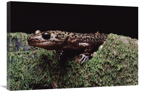 Global Gallery GCS-450724-2436-142 24 x 36 in. Pacific Giant Salamande