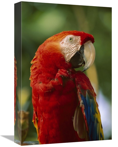 Global Gallery GCS-396321-1218-142 12 x 18 in. Scarlet Macaw, Nati