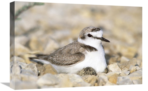 16 x 24 in. Kentish Plover Male At Nest, Europe Art Print - Konrad