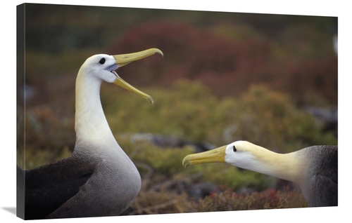 Global Gallery GCS-451412-2436-142 24 x 36 in. Waved Albatross Courtsh