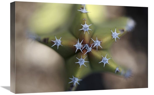 16 x 24 in. Old Man Cactus Detail of Spines, El VIzcaino Biosphere