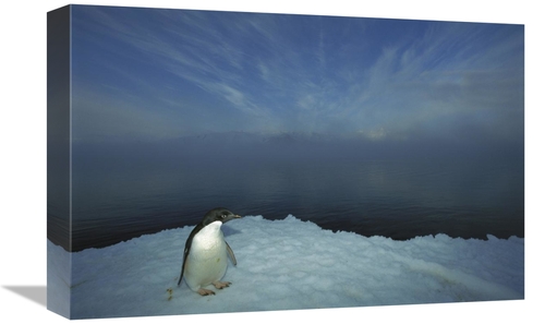 Global Gallery GCS-451722-1218-142 12 x 18 in. Adelie Penguin Portrait
