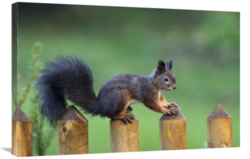 Global Gallery GCS-452721-2436-142 24 x 36 in. Eurasian Red Squirrel o