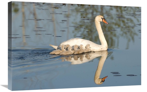 Global Gallery GCS-397391-2030-142 20 x 30 in. Mute Swan with Cygnets&