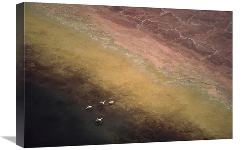 Global Gallery GCS-397071-1624-142 16 x 24 in. Lesser Flamingo Flock o