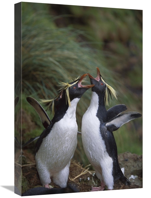 Global Gallery GCS-451809-1624-142 16 x 24 in. Rockhopper Penguin Gree