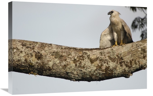 Global Gallery GCS-453206-2030-142 20 x 30 in. Harpy Eagle Chick in A 