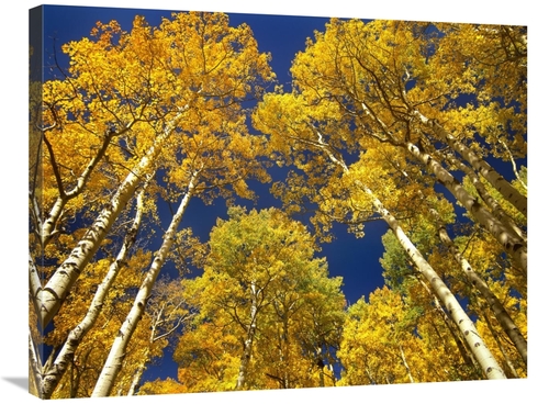 Global Gallery GCS-396831-2432-142 24 x 32 in. Aspen Grove in Fall Col