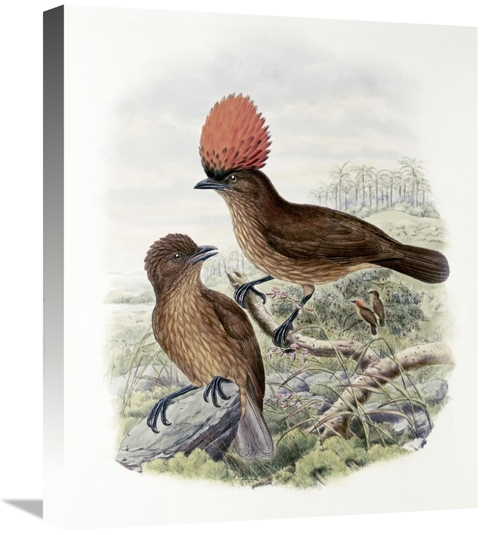 Global Gallery GCS-277774-22-142 22 in. Orange-Crested Bower-Bird Art 