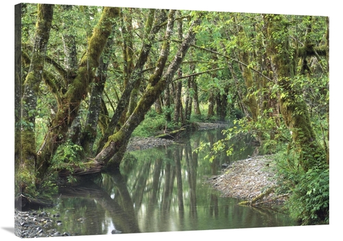 Global Gallery GCS-452004-3040-142 30 x 40 in. Red Alder Trees with Mo