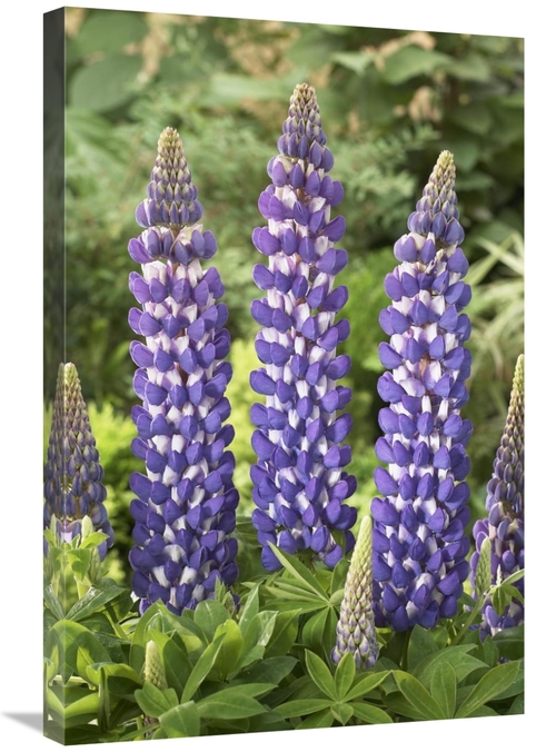 Global Gallery GCS-398360-2030-142 20 x 30 in. Lupine Sea Horse Variet