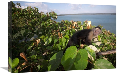 Global Gallery GCS-398548-1624-142 16 x 24 in. White-Faced Capuchin in