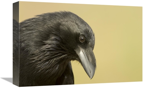 Global Gallery GCS-453328-1218-142 12 x 18 in. Common Raven Portrait&#