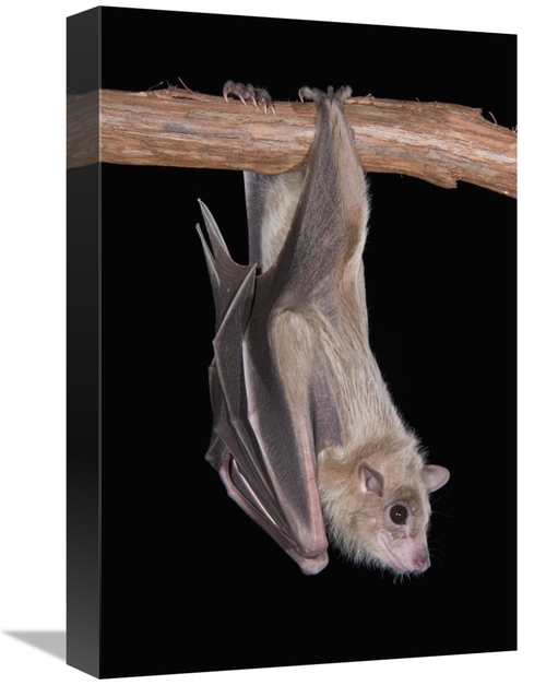 Global Gallery GCS-397292-1218-142 12 x 18 in. Egyptian Fruit Bat Roos