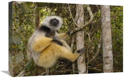 Global Gallery GCS-453029-1624-142 16 x 24 in. Diademed Sifaka, Ma