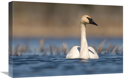 Global Gallery GCS-397396-1624-142 16 x 24 in. Trumpeter Swan Swimming