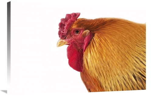 Global Gallery GCS-397525-2436-142 24 x 36 in. Domestic Chicken, P