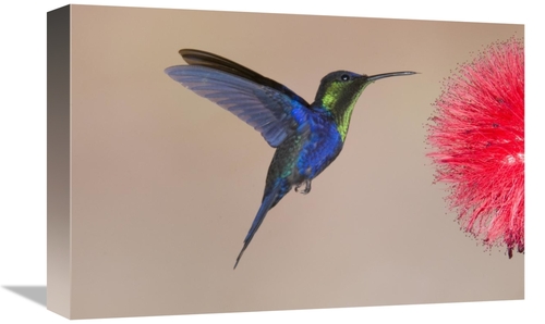 Global Gallery GCS-397422-1218-142 12 x 18 in. Violet-Crowned Woodnymp