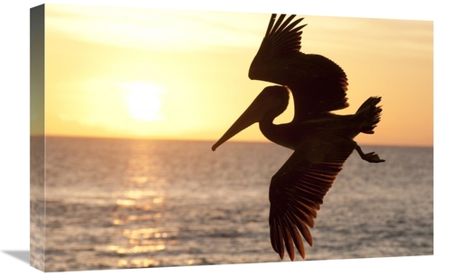 Global Gallery GCS-395608-1624-142 16 x 24 in. Brown Pelican Flying