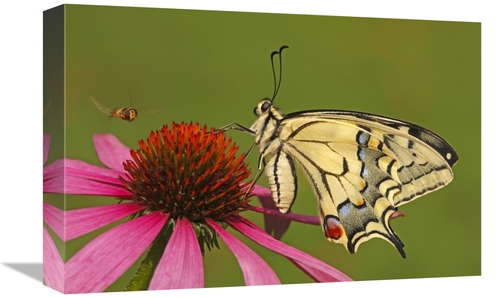 Global Gallery GCS-398011-1218-142 12 x 18 in. Oldworld Swallowtail on