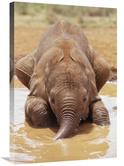 Global Gallery GCS-452954-2030-142 20 x 30 in. Orphan Baby Isholta Pla
