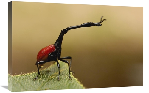 Global Gallery GCS-453232-2030-142 20 x 30 in. Giraffe Weevil, Ana