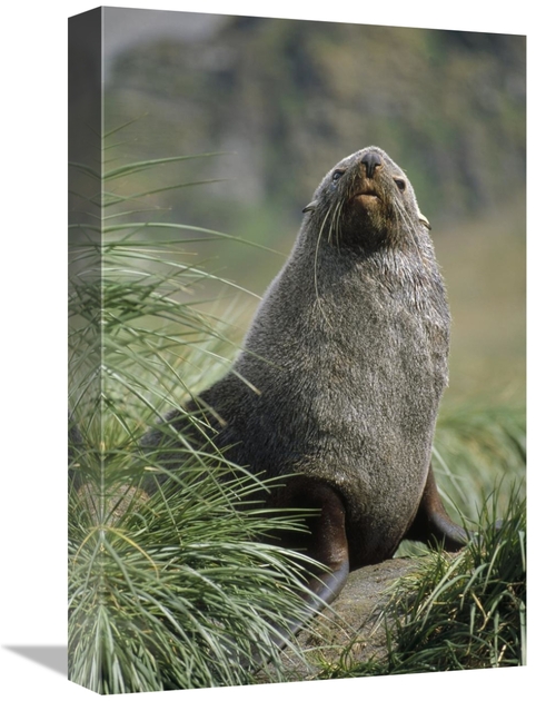 Global Gallery GCS-451309-1218-142 12 x 18 in. Antarctic Fur Seal Bull