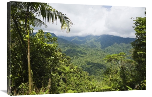 Global Gallery GCS-452692-2436-142 24 x 36 in. Mountain Rainforest&#44