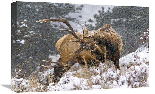 Global Gallery GCS-486483-22-142 22 in. Clearing his Antlers Art Print