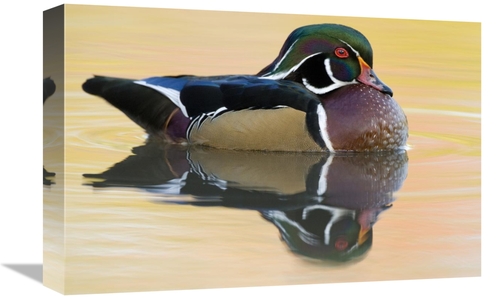 Global Gallery GCS-397405-1218-142 12 x 18 in. Wood Duck Male in Breed