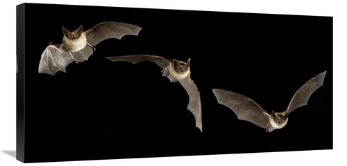 Global Gallery GCS-395727-1836-142 18 x 36 in. Western Long-Eared Myot