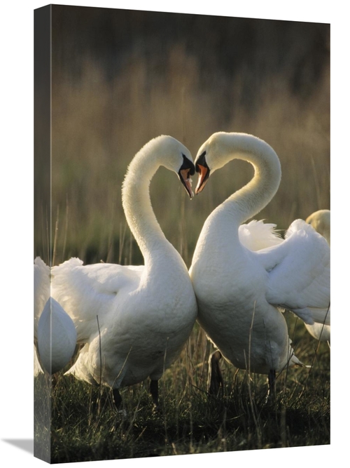 Global Gallery GCS-395569-1624-142 16 x 24 in. Mute Swan Pair Courting