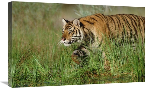 Global Gallery GCS-396565-30-142 30 in. Siberian Tiger Walking Through