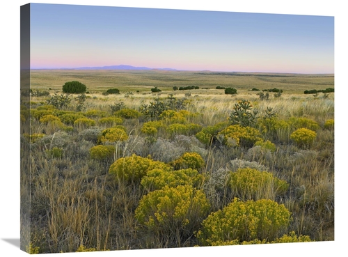 Global Gallery GCS-397011-2228-142 22 x 28 in. Broomweed Growing Among