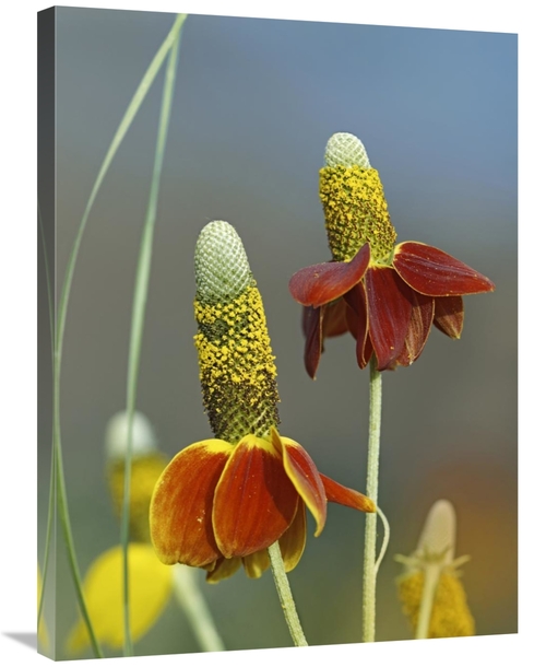 Global Gallery GCS-452234-2432-142 24 x 32 in. Mexican Hat Flowers in 
