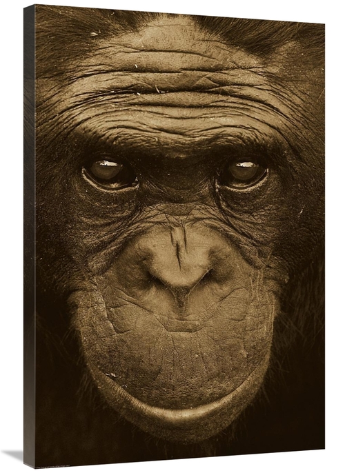 Global Gallery GCS-453670-2436-142 24 x 36 in. Bonobo Portrait, Na