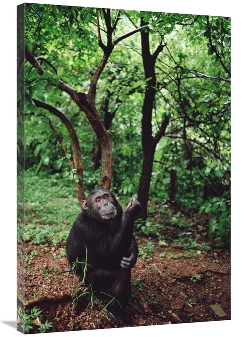 Global Gallery GCS-452784-2436-142 24 x 36 in. Chimpanzee, Gombe S