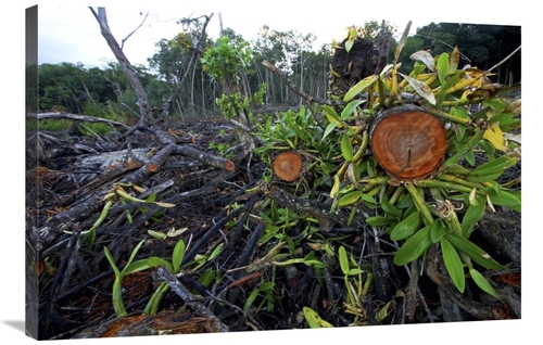 Global Gallery GCS-398557-2436-142 24 x 36 in. Red Mangrove Old Growth