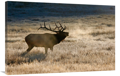 Global Gallery GCS-486470-40-142 40 in. Morning Chill Art Print - Vic 