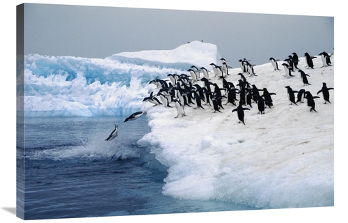 Global Gallery GCS-453441-2436-142 24 x 36 in. Adelie Penguins Leaping