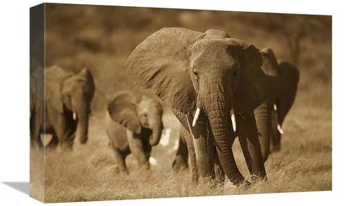 Global Gallery GCS-453711-1218-142 12 x 18 in. African Elephant Group&