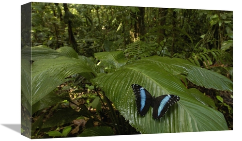 Global Gallery GCS-453165-1218-142 12 x 18 in. Morpho Butterfly Butter